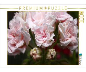 Puzzle CALVENDO Géranium Millfield Rose | 1000 pièces, format assemblé 64 × 48 c