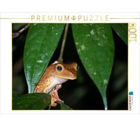Puzzle CALVENDO Grenouille | 1000 pièces, format assemblé 64 × 48 cm | Puzzle ph