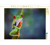 CALVENDO Puzzle Rainette aux Yeux Rouges (Agalychnis callidryas) 1000 Pieces 64 x 48 cm from Uwe Bergwitz