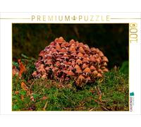 CALVENDO Puzzle Groupe Champignon 1000 Pieces 64 x 48 cm from Peter Roder