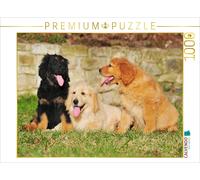 CALVENDO Puzzle Hovawart - Chiots 1000 Pieces 64 x 48 cm from Sista-Tierfoto