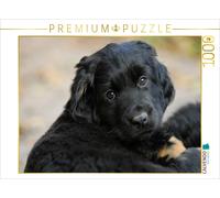CALVENDO Puzzle Hovawart - Portrait de Chiot 1000 Pieces 64 x 48 cm from Sista-Tierfoto