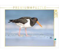 Puzzle CALVENDO Huîtrier pie (Oystercatcher) | 1000 pièces, format assemblé 64 ×