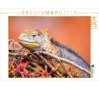 CALVENDO Puzzle Iguane terrestre 1000 Pieces 64 x 48 cm from Enrique Del Campo