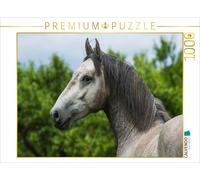 CALVENDO Puzzle Jeune étalon lipizzan 1000 Pieces 64 x 48 cm from Sista-Tierfoto