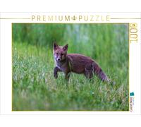 CALVENDO Puzzle Jeune Renard Roux 1000 Pieces 64 x 48 cm from David Oberholzer