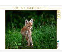 Puzzle CALVENDO Jeune renard, Schinznach-Bad | 1000 pièces, format assemblé 64 ×