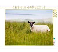 CALVENDO Puzzle Période d'agnelage en Irlande 1000 Pieces 64 x 48 cm from Lain Jackson
