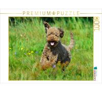 Puzzle CALVENDO Lagotto romagnolo - Chien truffier italien - S'amuser dans les p