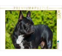 CALVENDO Puzzle Chien de rêve Bouledogue français 1000 Pieces 64 x 48 cm from Sista-Tierfoto