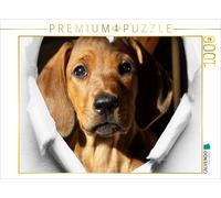 CALVENDO Puzzle Rhodesian Ridgeback - Eine Liebe fürs Leben - 1000 Teile Puzzle quer 1000 Pieces 64 x 48 cm from Dagmar Behrens