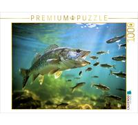 Puzzle CALVENDO Le sandre du lac: tout simplement irrésistible. | 1000 pièces, f
