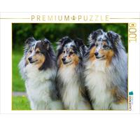 CALVENDO Puzzle Trio de Shelties 1000 Pieces 64 x 48 cm from Sista-Tierfoto