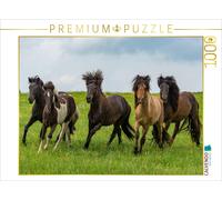 Puzzle CALVENDO Les étalons gambadent joyeusement dans le pré. | 1000 pièces, fo