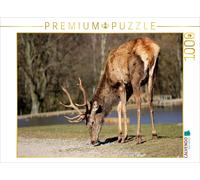CALVENDO Puzzle Rois de la forêt - Cerfs 1000 Pieces 64 x 48 cm from Arno Klatt