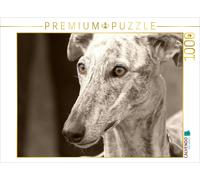 CALVENDO Puzzle Galgo Español 1000 Pieces 64 x 48 cm from Andrea Redecker