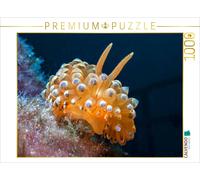 CALVENDO Puzzle Nudibranche en mer Méditerranée 1000 Pieces 64 x 48 cm from Dieter Gödecke