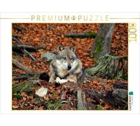 Puzzle CALVENDO Loup au repos | 1000 pièces, format assemblé 64 × 48 cm | Puzzle