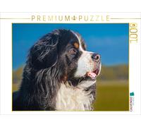 Puzzle CALVENDO Mâle bernois - Fier et beau | 1000 pièces, format assemblé 64 ×