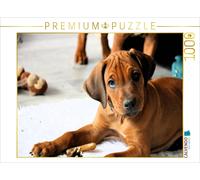 Puzzle CALVENDO Mâle Rhodesian Ridgeback | 1000 pièces, format assemblé 64 × 48