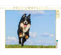 CALVENDO Puzzle Bouvier Bernois Merlin 1000 Pieces 64 x 48 cm from Sista-Tierfoto