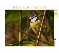 Puzzle CALVENDO Mésange bleue (Cyanistes caeruleus) | 1000 pièces, format assemb