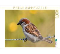 Puzzle CALVENDO Moineau | 1000 pièces, format assemblé 64 × 48 cm | Puzzle photo