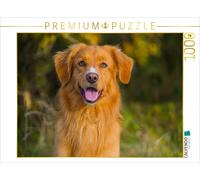 CALVENDO Puzzle Nova Scotia Duck Tolling Retriever Male Portrait 1000 Pieces 64 x 48 cm from Sista-Tierfoto