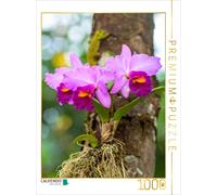 Puzzle CALVENDO Orchidée Cattleya lumineuse | 1000 pièces, format assemblé 64 ×