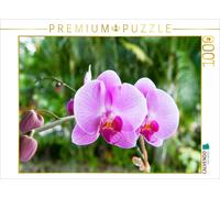Puzzle CALVENDO Orchidée Phalaenopsis rose | 1000 pièces, format assemblé 64 × 4