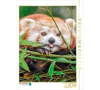 CALVENDO Puzzle Panda Rouge 1000 Pieces 48 x 64 cm from Peter Roder