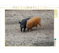 Puzzle CALVENDO Petit cochon nain en train de jouer | 1000 pièces, format assemb