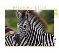CALVENDO Wibke Woyke - Puzzle de progéniture zèbre Africain 1000 pièces - Taille de la Pose 64 x 48 cm