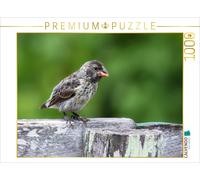 CALVENDO Puzzle Pinson de Darwin Isabela 1000 Pieces 64 x 48 cm from Uwe Bergwitz