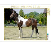 CALVENDO Puzzle Piranja de Special Color R- Samber B 1000 Pieces 64 x 48 cm from Sandra Ludwig