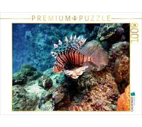 CALVENDO Andrea Hess Puzzle Poisson Lion Rouge Coraffi Égypte 1000 pièces Taille de la Pose 64 x 48 cm Photo Puzzle Image