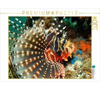 Puzzle CALVENDO Poisson-lion zébré | 1000 pièces, format assemblé 64 × 48 cm | P