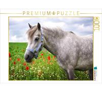 Puzzle CALVENDO poney gallois | 1000 pièces, format assemblé 64 × 48 cm | Puzzle