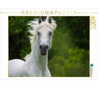 CALVENDO Puzzle Cheval de rêve Lipizzaner Portrait 1000 Pieces 64 x 48 cm from Sista-Tierfoto