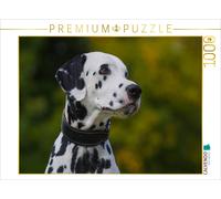 CALVENDO Puzzle Portrait d'un mâle Dalmatien 1000 Pieces 64 x 48 cm from Sista-Tierfoto