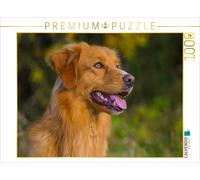 CALVENDO Puzzle Nova Scotia Duck Tolling Retriever Male Portrait 1000 Pieces 64 x 48 cm from Sista-Tierfoto
