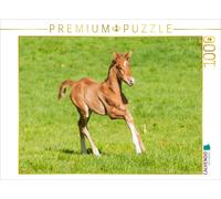 CALVENDO Puzzle Poulain Warmblood 1000 Pieces 64 x 48 cm from Meike Bölts