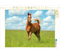 Puzzle CALVENDO Poulain arabe à la queue fière | 1000 pièces, format assemblé 64