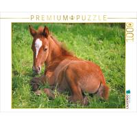Puzzle CALVENDO Poulain dans un pré | 1000 pièces, format assemblé 64 × 48 cm |