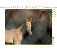 Puzzle CALVENDO Poulain de cheval sauvage | 1000 pièces, format assemblé 64 × 48