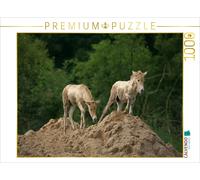 CALVENDO Puzzle Poulain de Przewalski 1000 Pieces 64 x 48 cm from Martina Berg