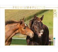 Puzzle CALVENDO Poulain de race Rheinländer à sang chaud | 1000 pièces, format a