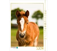 Puzzle CALVENDO Poulain de race Schwarzwälder Kaltblut | 1000 pièces, format ass