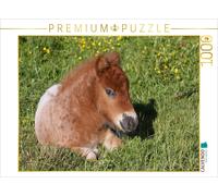 Puzzle CALVENDO Poulain poney couché | 1000 pièces, format assemblé 64 × 48 cm |
