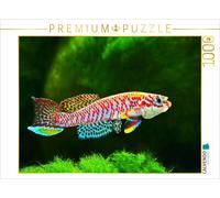 Puzzle CALVENDO Raddaella batesii, CAMEROUN | 1000 pièces, format assemblé 64 ×
